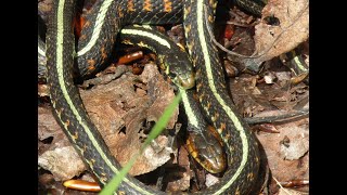 Mating Redspotted Garter Snakes [upl. by Gayleen]