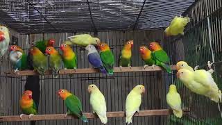 Split pale fallow Cremino Decino birds lovebirds loverbird parrot [upl. by Ahsak599]