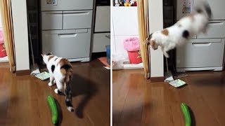 Best Of Cat vs Cucumber [upl. by Mose]