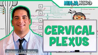 Neurology  Cervical Plexus [upl. by Wooldridge]