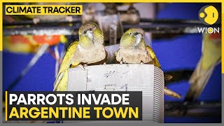 Parrots Seeking Refuge Invade Argentine Town  English News  WION Climate Tracker [upl. by Coumas]