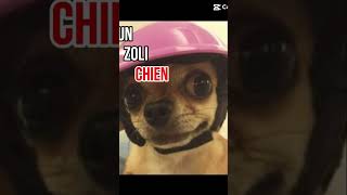 Un zolis chien 🐶 [upl. by Alenas]