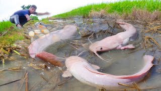 wow thats awesome Fishing  fisherman catch many fish after harvest rice [upl. by Niraa7]