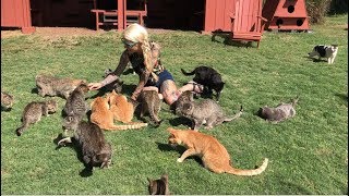 Live from Lanai Cat Sanctuary [upl. by Banyaz]