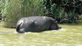 The Dung Flinging Hippo [upl. by Lisette]