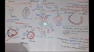 الشرح التفصيلى للارفا والبروتوزا وأهم ما يميزهاE77 Larva strongyloides stercoralis and protozoa [upl. by Klos612]