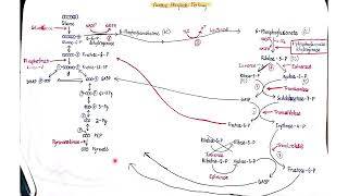 Pentose phosphate pathway [upl. by Ecertal]