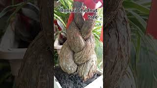 Amazing Bonsai Tree for ornamental plants song beats music fruit ornamentaltree pm [upl. by Nedac786]