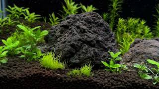 21 Day update on Tissue Cultured Plants in 45 and 46 Gallon Aquariums [upl. by Astrix625]