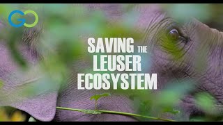 Saving the Leuser Ecosystem [upl. by Larret958]