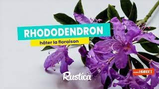 Comment favoriser la floraison du rhododendron chez soi [upl. by Ainek]