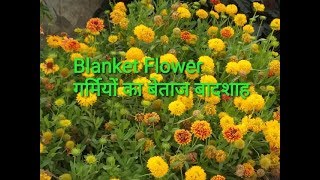 नवरंग के फूल about Blanket flower [upl. by Ednalrym341]