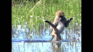 funny animal moments，monkey crossing the riverfunny animal [upl. by Zingg]