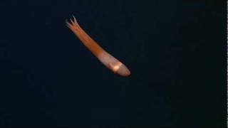 Ghostly critters from the deep sea CIRRATE OCTOPUS [upl. by Yanad]