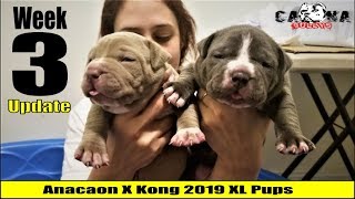 American Bully Puppies  Week 3 Update New whelping Pads [upl. by Keemahs]