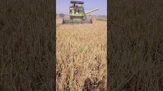 😎HAL chalaye tune tune fasal ugai kisanputra farming kartarcombine harvestermachine 🙏ytshorts [upl. by Euv]