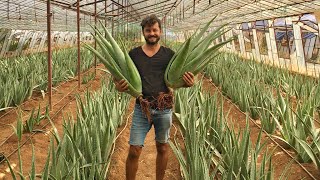 ALOE VERA  Transferring A Massive Aloe Vera Garden to Our New Place [upl. by Shields]