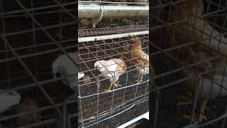 BV380 chicken and cage in Bangalore Mangalore Mysore coorg 918606631569 [upl. by Anaiv]