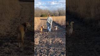 Leash Work With Dogs Calm Energy Dog Behavior Specialist Deb Nabb The Mutt Master [upl. by Ignacia]