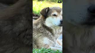 Sounds That Make Your Dog Bark dogs dogsounds [upl. by Yael631]