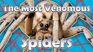 The Most Venomous Spiders [upl. by Aciruam]