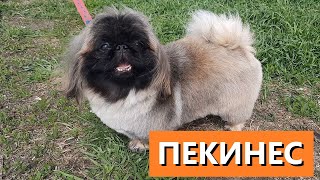 ПЕКИНЕС ДЕНДИК СТРИЖКА собака pekingese [upl. by Devondra]