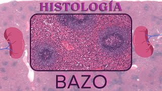 Histología de Bazo [upl. by Tavish]