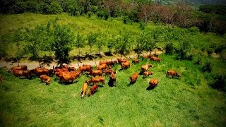 Cómo Construir una Empresa Ganadera Rentable  TvAgro por Juan Gonzalo Angel [upl. by Marie]