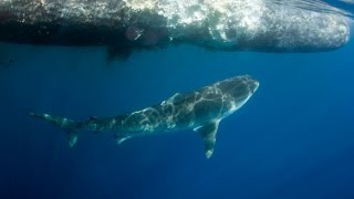 Sperm whale and shark encounter at Coffs Harbour July 2015  watch in HD [upl. by Tenrag]