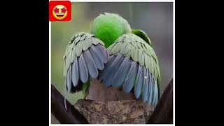 Parrot love ❤️ shorts viralvideos [upl. by Anayt]