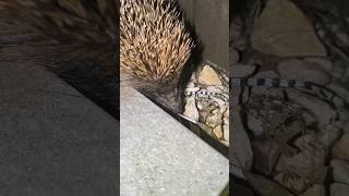 Hedgehog coming in my garden [upl. by Aiclef359]