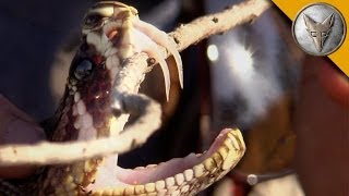 Insane Fangs of the Eastern Diamondback Rattlesnake [upl. by Dewey]