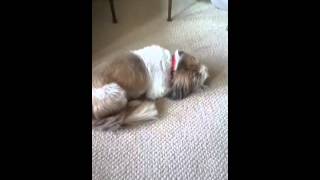 Dog makes weird noises while sleeping [upl. by Kirre570]