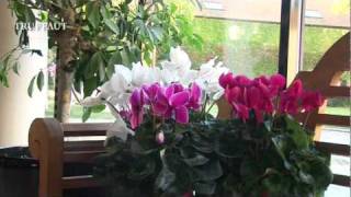 Cyclamen  plantation et entretien  Truffaut [upl. by Haelhsa]