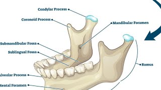 mandible general features  mandible gross anatomy  skull bones [upl. by Duff454]