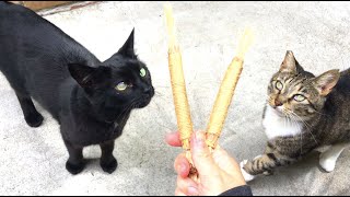 Cats React to Silvervine Sticks  Chew Toy for Cats [upl. by Hortense796]