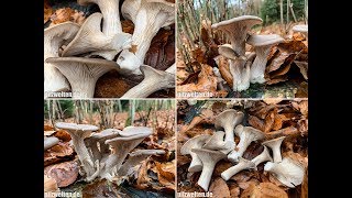 Austernseitling Austernpilz Kalbfleischpilz Pleurotus ostreatus Oyster mushroom [upl. by Allison]