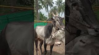 Arjun Hallikar Studbull with Cow in Tadagawadi Srirangapatana Taluk Mandya [upl. by Cohberg]