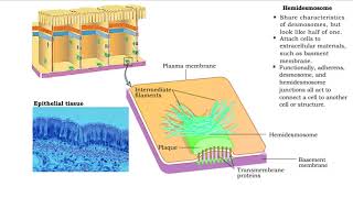 Type of Cell Junctions  Desmosome Hemidesmosomes and Gap Junctions [upl. by Esyak153]