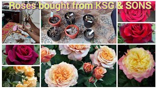 Experience of plants bought from KSG amp SONS online shopping rose [upl. by Nuawed]