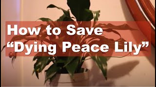 How to save dying peace lily  Peace Lily Care [upl. by Berkeley793]