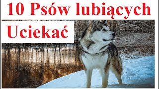 10 Psów lubiących Uciekać [upl. by Emmons718]