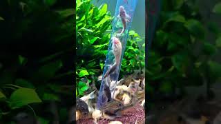 corydoras feeding time feed feedingtime fish catfish tropical tank fishtank [upl. by Doelling732]