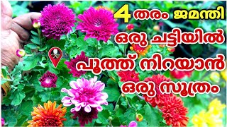 രണ്ടും കൽപ്പിച്ച് പരീക്ഷിച്ചു ഫലമോ 4 തരം ജമന്തി ഒരു ചെടിയിൽ  Jamanthi flower plant care malayalam [upl. by Gibbons]