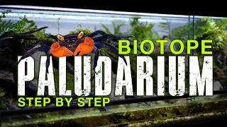 🦀 CREATING A VAMPIRE CRAB BIOTOPE ECOSYSTEM [upl. by Nosnah95]