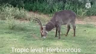 WATERBUCK ANTELOPE [upl. by Rehc]