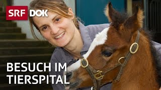 Patienten auf vier Beinen – Besuch im Tierspital Zürich  Reportage  SRF [upl. by Claretta707]