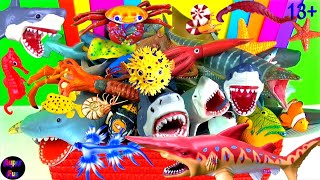 NEW 184 Sea Animals  Sharks Whales Fish Shellfish Cephalopods Crustaceans Turtles Rays 13 [upl. by Ttayw]