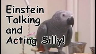 Einstein the Parrot talking and acting silly [upl. by Notliw440]