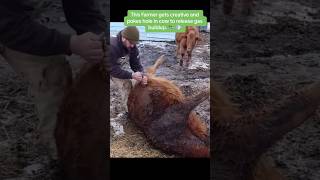 Relieving Bovine Distress Emergency Gas Relief Cow Abscess [upl. by Ennaeirrac525]